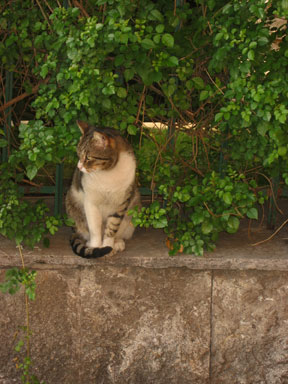 rome cat