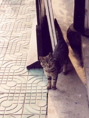 china cat